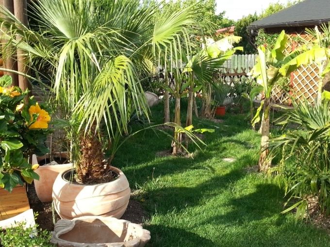 Chamerops Humilis - Zwergpalme