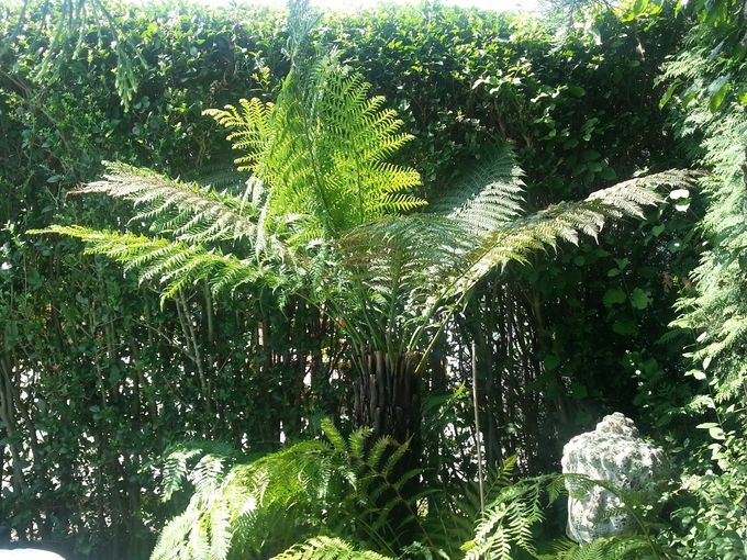 Baumfarn - Dicksonia Antarctica