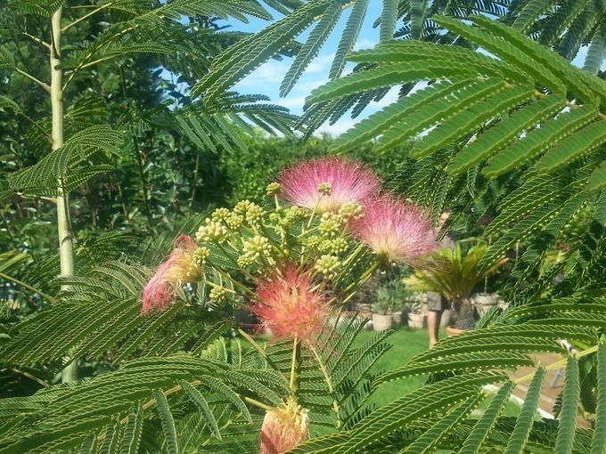 Albizia Julibrissin - Seidenbaum oder Schlafbaum